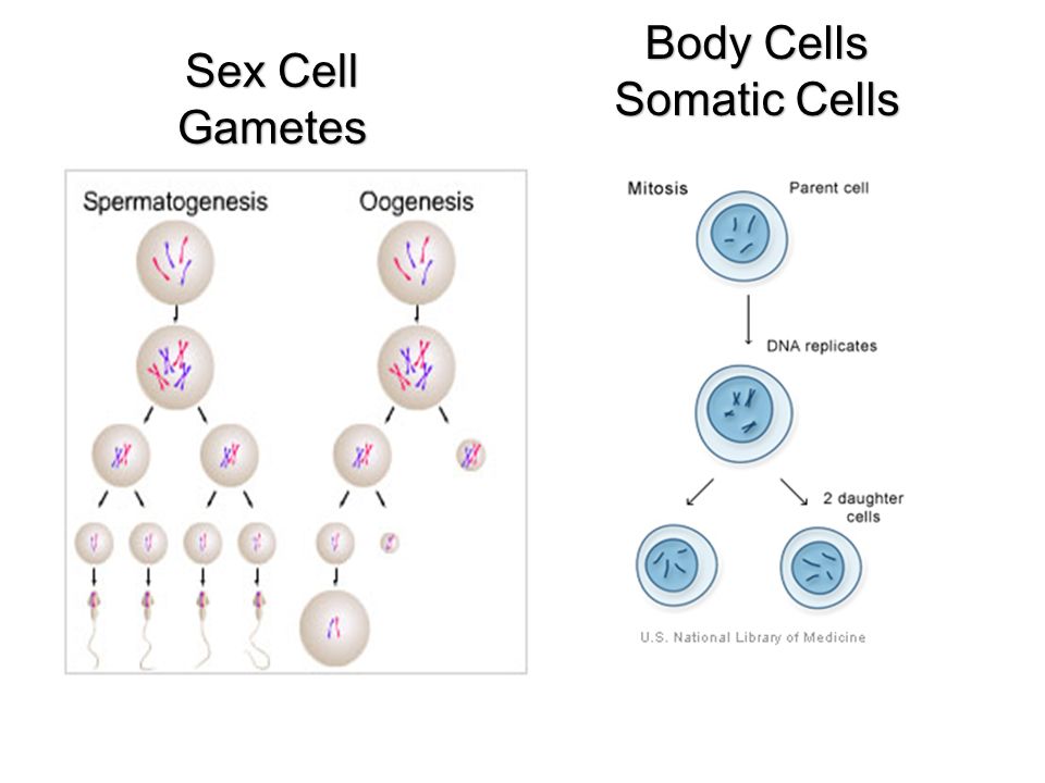 sex cells vs somatic cells